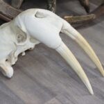 Walrus Skull With Tusks