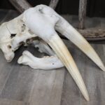 Walrus Skull With Tusks