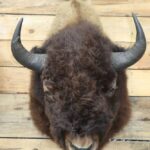 Bison Shoulder Mount