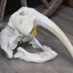Walrus Skull With Tusk