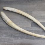 Walrus Tusks