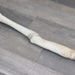 Walrus Baculum