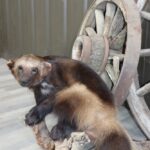 Life Size Wolverine Mount