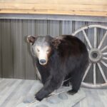 Life Size Black Bear Mount