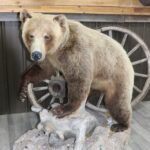 Life Size Grizzly Bear Mount