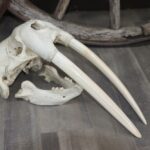 Walrus Skull Carved With Tusks