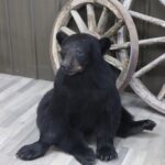 Black Bear Life Size Mount
