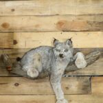 Lifesize Lynx Mount