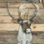 Caribou Shoulder Mount