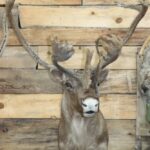Caribou Shoulder Mount