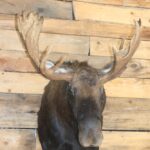 Moose Shoulder Mount